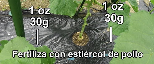 Fertiliza con 30g (1 oz) de estiércol de pollo por lugar