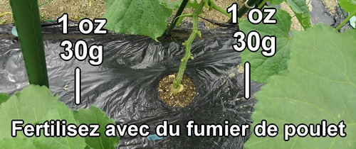 Fertilisez avec 30g (1 oz) de fumier de poulet par endroit