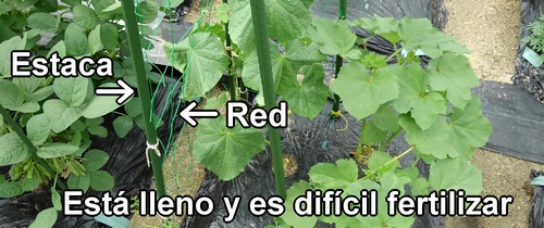 Es difícil fertilizar porque hay una red y estacas