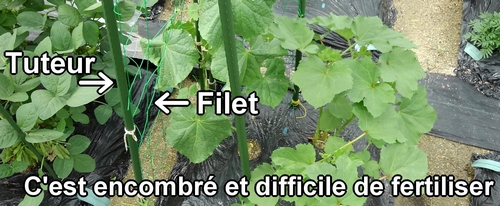 Il est difficile de fertiliser parce qu'il y a un filet et des tuteurs