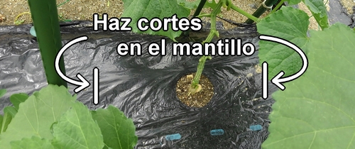 Haz cortes en el mantillo