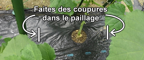 Faites des coupures dans le film de paillage