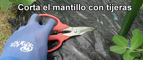 Corta el mantillo con tijeras