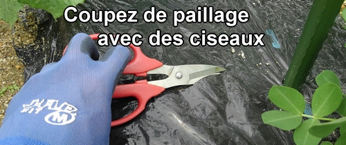 Coupez le film de paillage avec des ciseaux