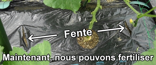 Maintenant, nous pouvons fertiliser