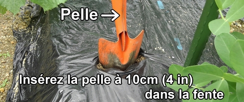 Insérez la petite pelle dans la fente du film de paillage