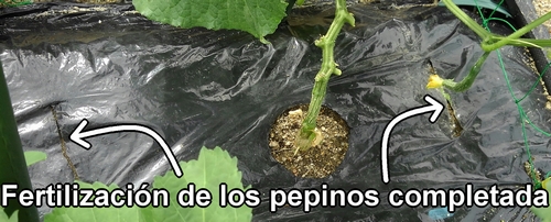 Fertilización adicional de los pepinos completada