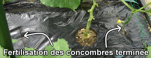 Fertilisation latérale des concombres terminée