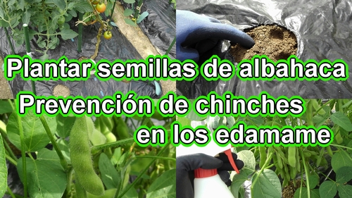 Plantar semillas de albahaca y prevención de chinches en los edamames