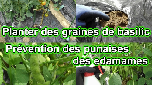 Planter des graines de basilic et prévention des punaises des edamames