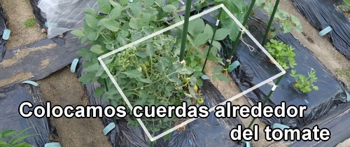 Rodeamos el tomate con cuerdas a prueba de aves