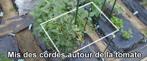 Nous avons entouré la tomate de cordes anti-oiseaux