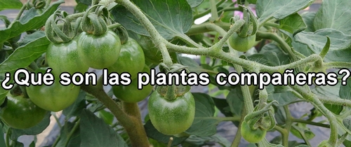 ¿Qué son las plantas compañeras?