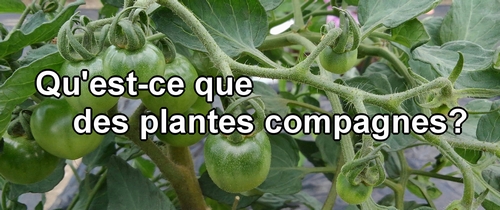 Qu'est-ce que des plantes compagnes?