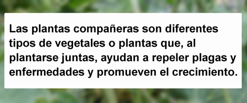 Descripción de las plantas compañeras