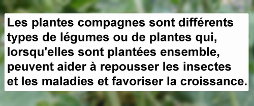 Description des plantes compagnes