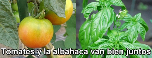 Los tomates y la albahaca van bien juntos