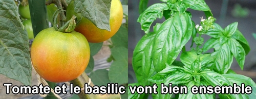 Les tomates et le basilic vont bien ensemble