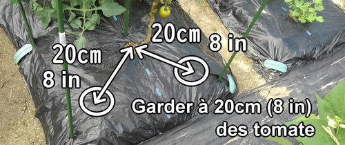 Le basilic est planté à 20cm (8 inches) des tomates