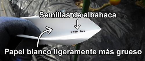 Semillas de albahaca