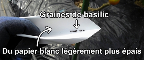 Graines de basilic