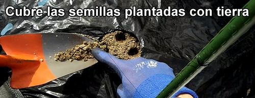 Cubre las semillas de albahaca plantadas con tierra