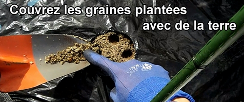 Couvrez les graines de basilic plantées avec de la terre