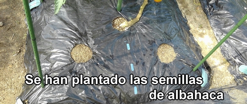 Se han plantado las semillas de albahaca