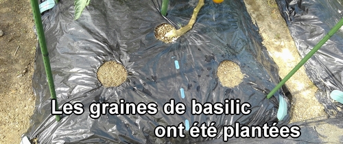 Les graines de basilic ont été plantées