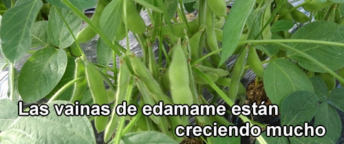 Plantas de edamame (soja verde)