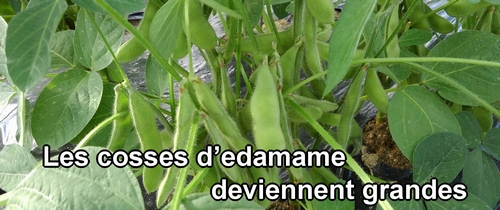 Plantes d’edamame