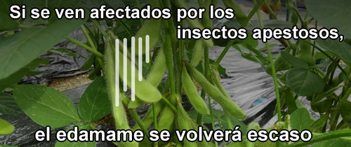 Si se ven afectados por los insectos apestosos, el edamame se volverá escaso