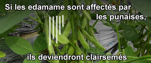 Si les edamame sont affectés par les punaises, ils deviendront clairsemés