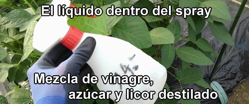 El líquido mezclado con vinagre, azúcar y shochu (licor destilado)