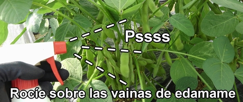 Rocíe sobre las vainas de edamame (soja verde)