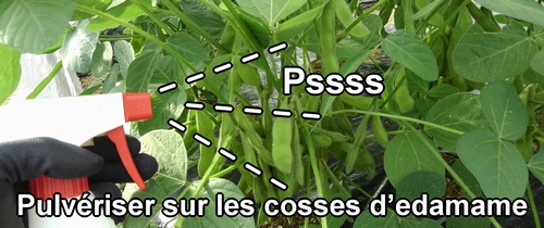 Pulvériser sur les cosses d’edamame