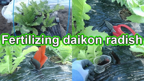 Fertilizing daikon radishes (Additional fertilizer for daikon radishes)