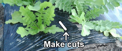 Make cuts in the fertilizing spots for the daikon radishes