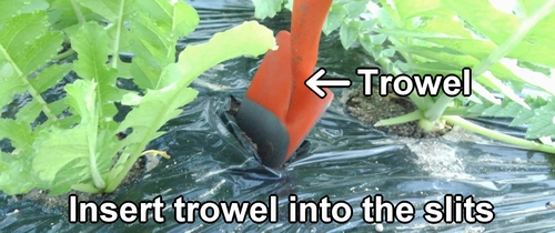 Insert trowel into the slits in the mulch