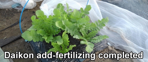 Daikon radish add-fertilizing completed (Fertilizing for round shape daikon and cylindrical shape daikon is completed)
