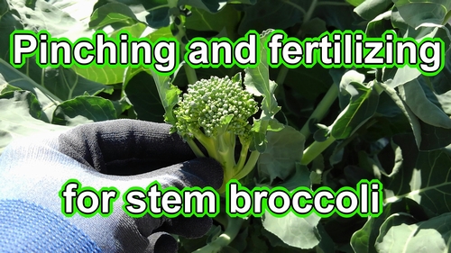 Pinching and fertilizing for stem broccoli (Stem broccoli grow guide)