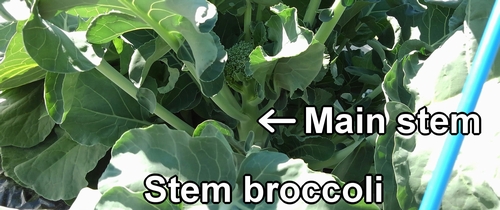 The main stem of the stem broccoli