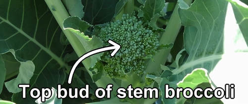 Top bud of stem broccoli
