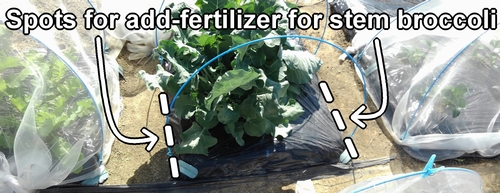 The spots for additional fertilizer for stem broccoli