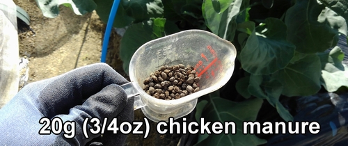 Chicken manure used for additional fertilizer for stem broccoli