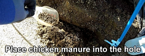 Place organic chicken manure into the holes