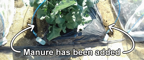 Applied chicken manure as additional fertilizing for the stem broccoli