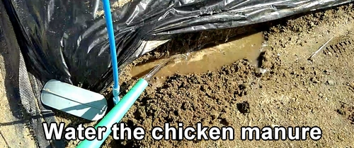 Water the chicken manure