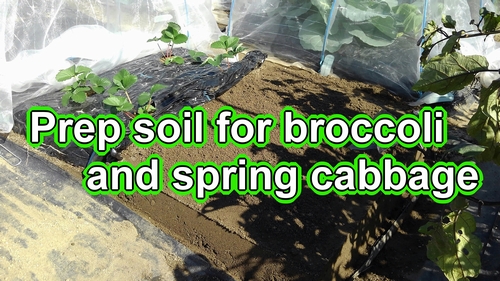 Preparing the soil for broccoli plant and spring cabbage