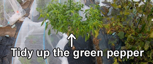 Tidy up the green pepper